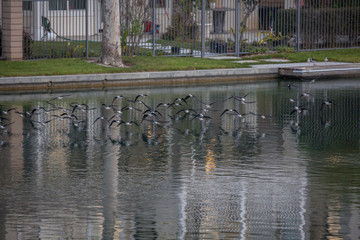 birds in flight