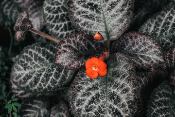 Close-up red Episcia cupreata or Flame violet flower at the bottom of the leaves with beautiful leaves in the garden.Top view of beautiful leaves from Episcia in clay pot dark green background.