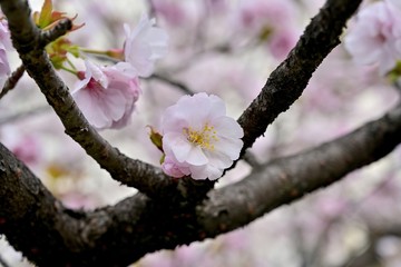 ひっそりと咲く満開の桜の花