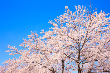 Cherry blossom with blue sky in Japan