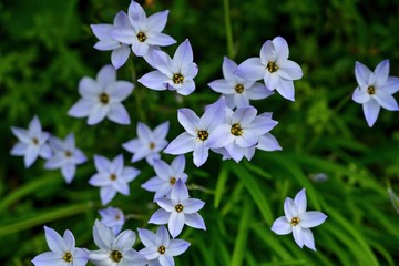 ひっそりと咲く満開のハナニラの花