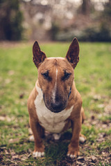 Fototapeta na wymiar dog in the park portrait bull terrier 