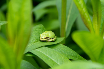 A picture of a tree frog resting on the leaf.  Vancouver BC Canada
