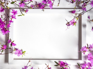 white frame on white background with pink Labrador tea flowers