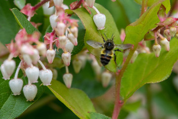 A bee flying around the flowers.  Vancouver BC Canada 

