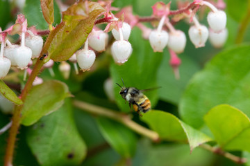 A bee flying around the flowers.  Vancouver BC Canada 
