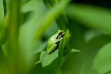 A closeup of a tree frog resting on the leaf.  Vancouver BC Canada 
