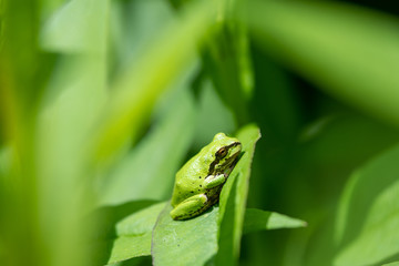 A closeup of a tree frog resting on the leaf.  Vancouver BC Canada 
