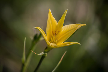 Obraz premium yellow flower in the garden