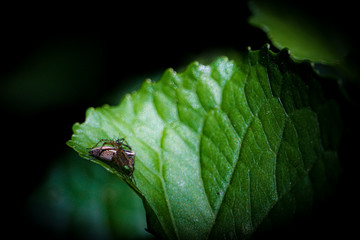 fly on green leaf