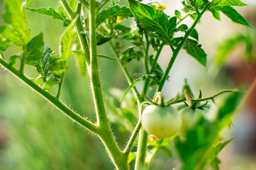 Fototapeta premium Green tomatoes. Agriculture concept.