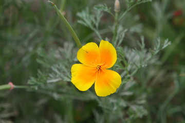 Fototapeta premium yellow flower