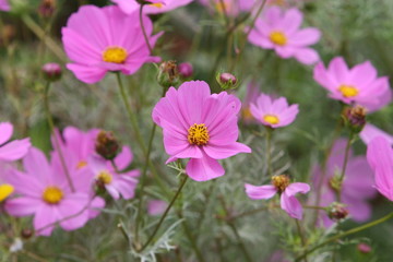pink cosmos flowers