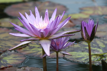 purple water lily