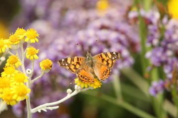 butterfly on flower