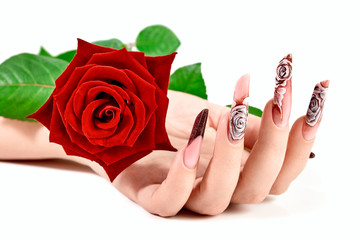 Female hand with beautiful long nails with a red rose lying in the palm. Hands spa and manicure. Isolated on white background. Beauty and stylish manicure concept.