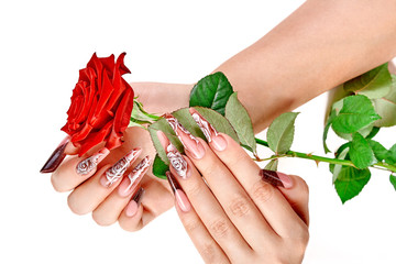 Two female hands with beautiful long nails with a red rose lying in palm. Hands spa and manicure. Isolated on white background. Beauty and stylish manicure concept.