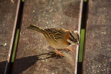 Ave marrón con el cuello naranja y el pecho gris
