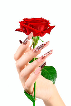 Female hand with beautiful long nails clasps a red rose. Hands spa and manicure. Isolated on white background. Beauty and stylish manicure concept.