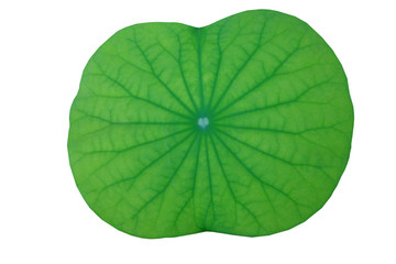 Fototapeta na wymiar Closeup of single green Lotus leaf isolated on white background, Soft focus 