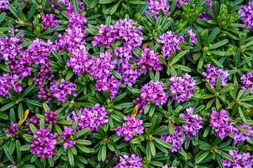 Purple Daphne x Susannae 'Lawrence Crocker' growing in a garden
