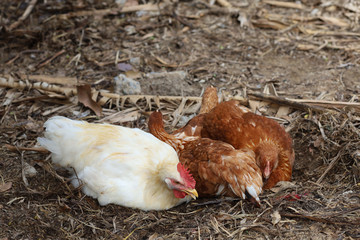 The Rhode Island red hen is sleep and rest on floor in garden at thailand