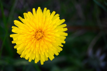 Close up of yellow dandelion flower, as a nature background
