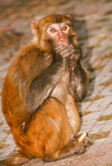 monkey in the temple