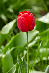 Perfect red tulip with dew drops from rain storm on a spring day in May