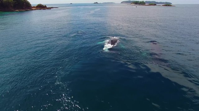 Humpback Whale Watching off Isla Conadora, Las Perlas Panama Aerial View