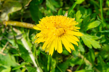 Yellow dandelions in the green grass. The first spring flowers. Close up.