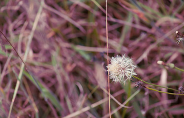 diente de león en el campo 2