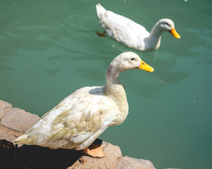 White ducks on the shore of a green lagoon in a sunny day
