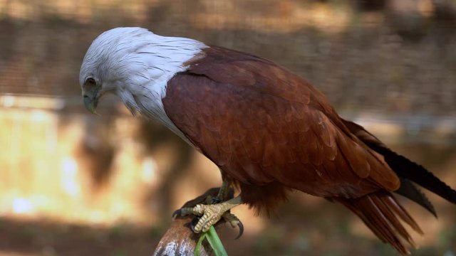 Brahminy kite or Red-backed sea-eagle