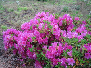 Fototapeta premium Purple azalea flowers wet in the rain