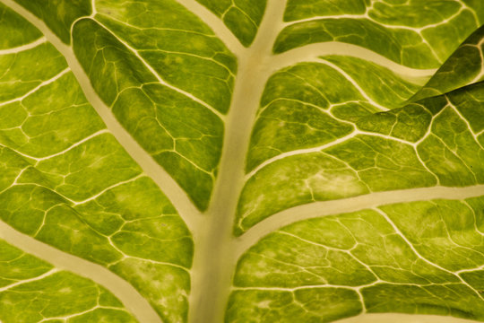 Close Up Of Green Cabbage