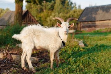Obraz premium Goat on farm. Pet on the background of village. Animal eat grass in summer. Concept of goat's milk, cheese, wool.