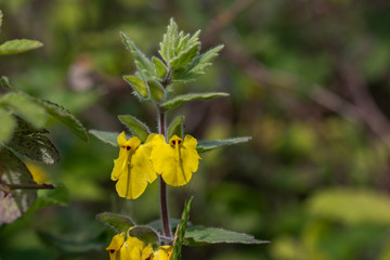 An elephant flower Rhynchocorys elephas. Yellow elephant flower with blurry background