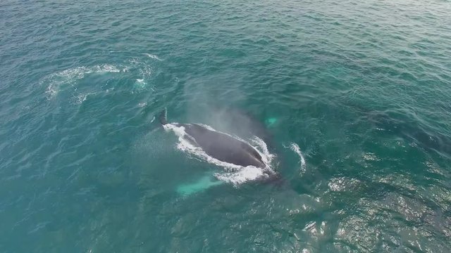 Humpback Whale Watching off Isla Conadora, Las Perlas Panama