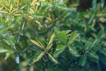 Water drops on green leaf on greenery blurred background with copy space for text.