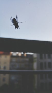 Housefly On House Window