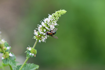 Flies perch on the white flowers in the garden.