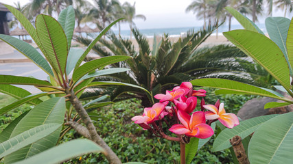 Fototapeta na wymiar Branch of tropical pink flowers frangipani plumeria on dark green leaves background
