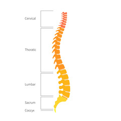 Human spine structure anatomy