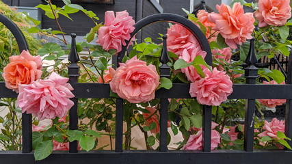 Pink roses seem to bloom througn a black iron fence in an urban garden in Washington, DC.