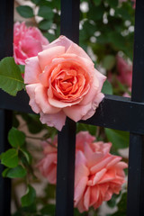 Pink roses seem to bloom througn a black iron fence in an urban garden in Washington, DC.