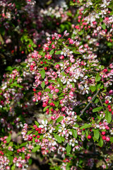 Obraz premium Ornamental tree blooming, pink and white flowers, highlighted by the sun 
