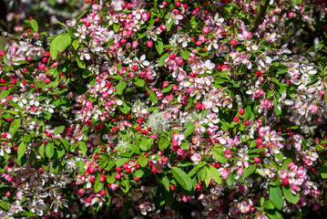 Ornamental tree blooming, pink and white flowers, highlighted by the sun
