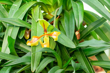 Paphiopedilum Orchids, Lady's slipper with green leaves found in the country which has hot weather...