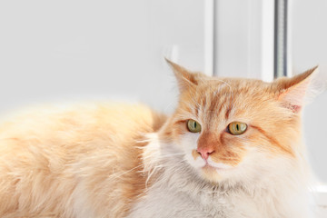 Cute funny cat on window sill